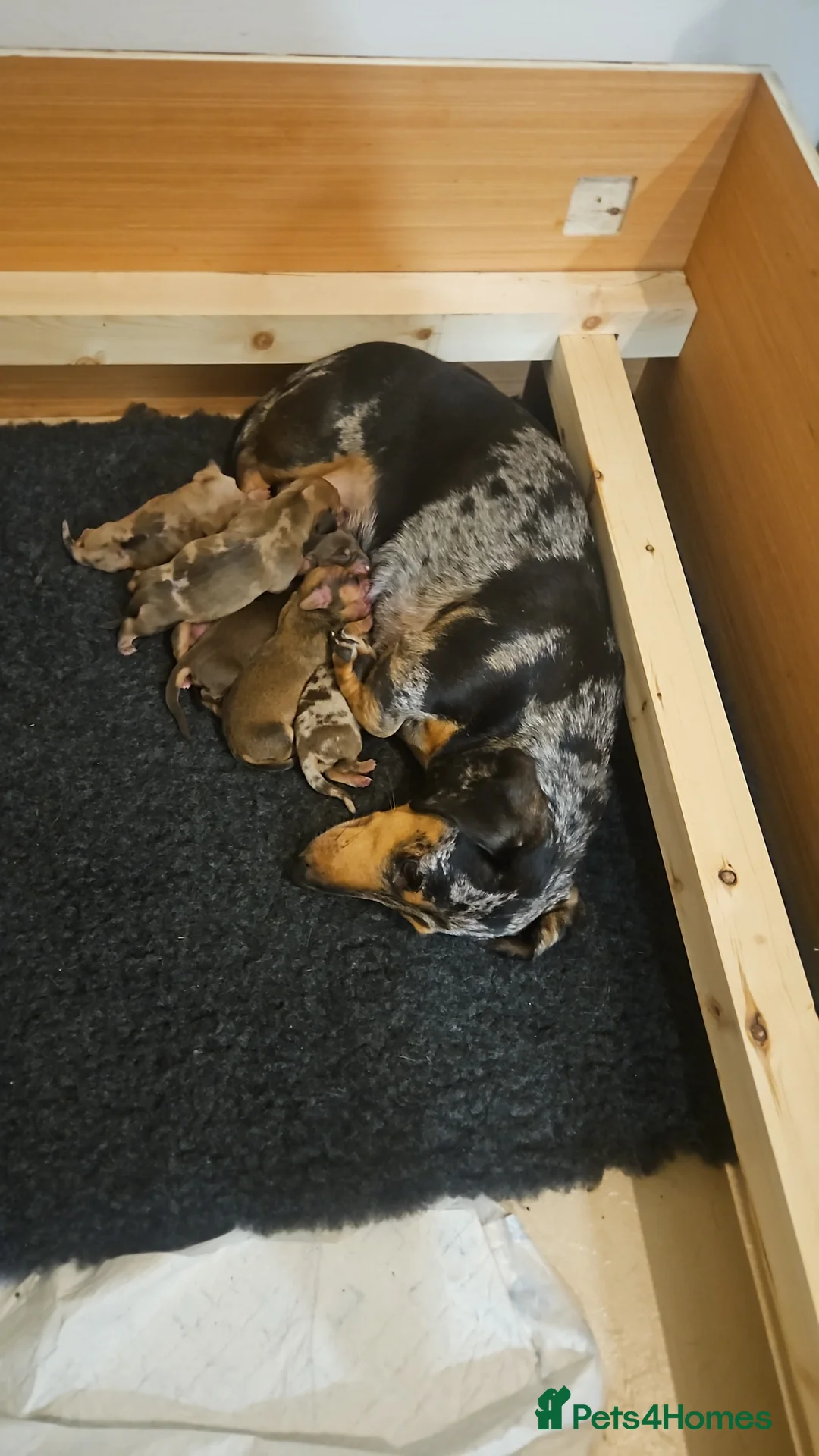 Miniature Dachshund dogs for sale: **Only 2 sweet boys left** - Advert 1