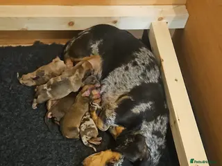 Miniature Dachshund dogs **Only 2 sweet boys left** - Advert 7