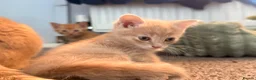 Mixed Breed cats for sale: Lovely kitten for sale  - Advert 3