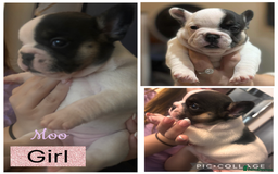 French Bulldog dogs for sale: Beautiful chunky Frenchie pups - Image 2