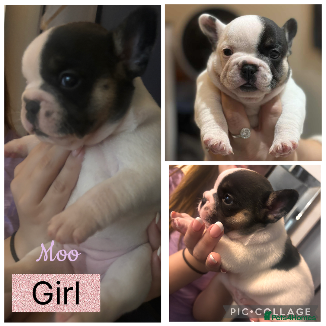 French Bulldog dogs for sale: Beautiful chunky Frenchie pups - Image 2