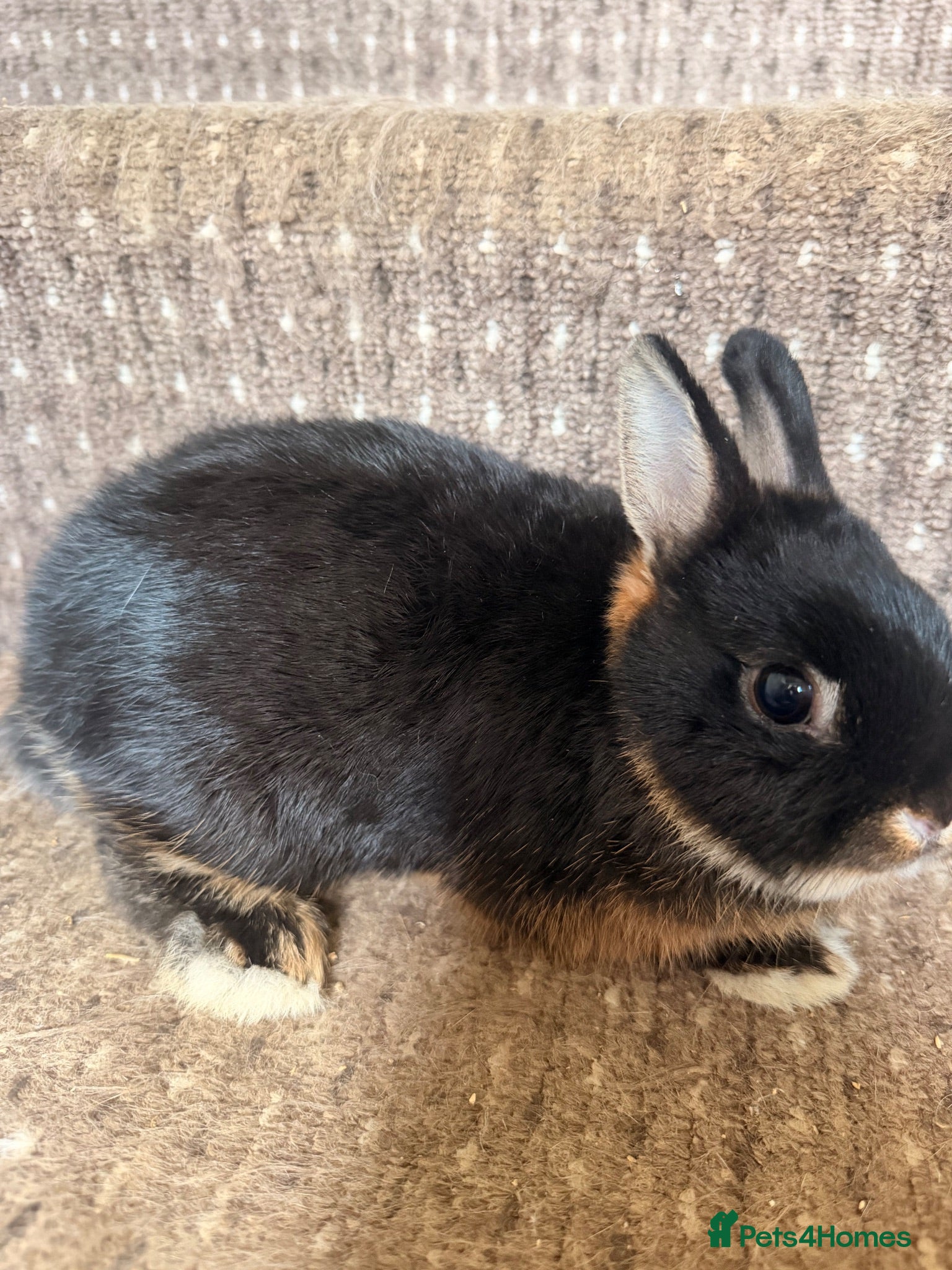 Netherland Dwarf rabbits  Beautiful Black Otter Netherland Dwarf  - Advert 1