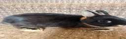 Netherland Dwarf rabbits for sale:  Beautiful Black Otter Netherland Dwarf  in Lewes - Advert 1