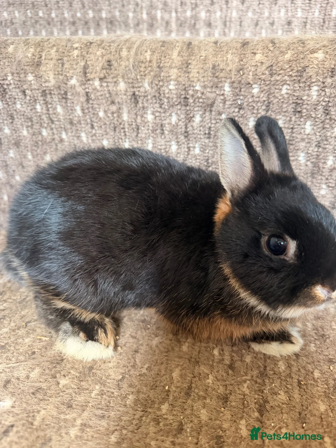 Netherland Dwarf rabbits for sale:  Beautiful Black Otter Netherland Dwarf  in Lewes - Advert 1