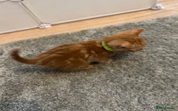 Mixed Breed cats for sale: Mixed breed Boys - Image 8