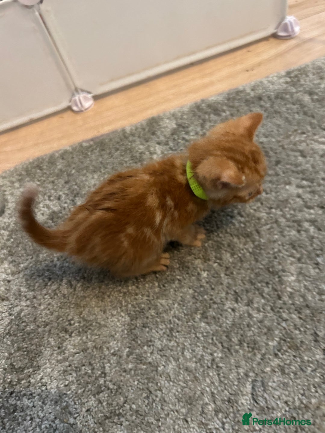 Mixed Breed cats for sale: Mixed breed Boys - Image 8
