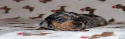 Dachshund dogs for sale: Two Dachshund boy puppies  - Advert 7