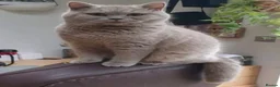 British Shorthair cats for sale: British Shorthair cross kittens - Advert 2