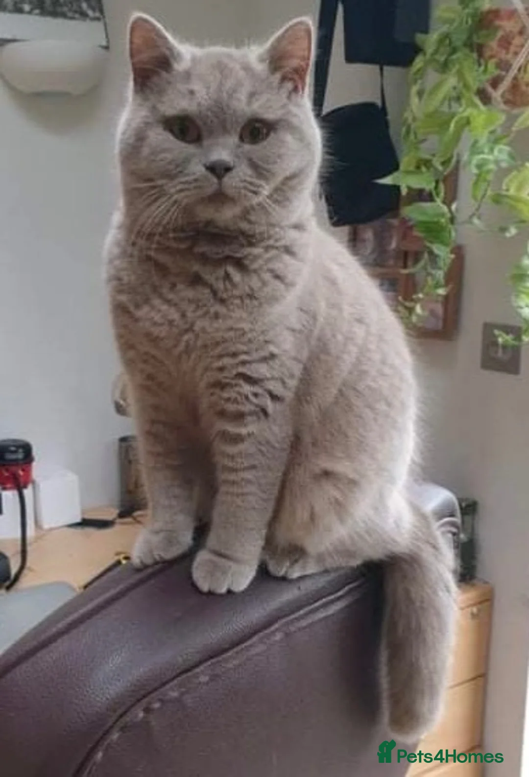 British Shorthair cats for sale: British Shorthair cross kittens - Advert 2