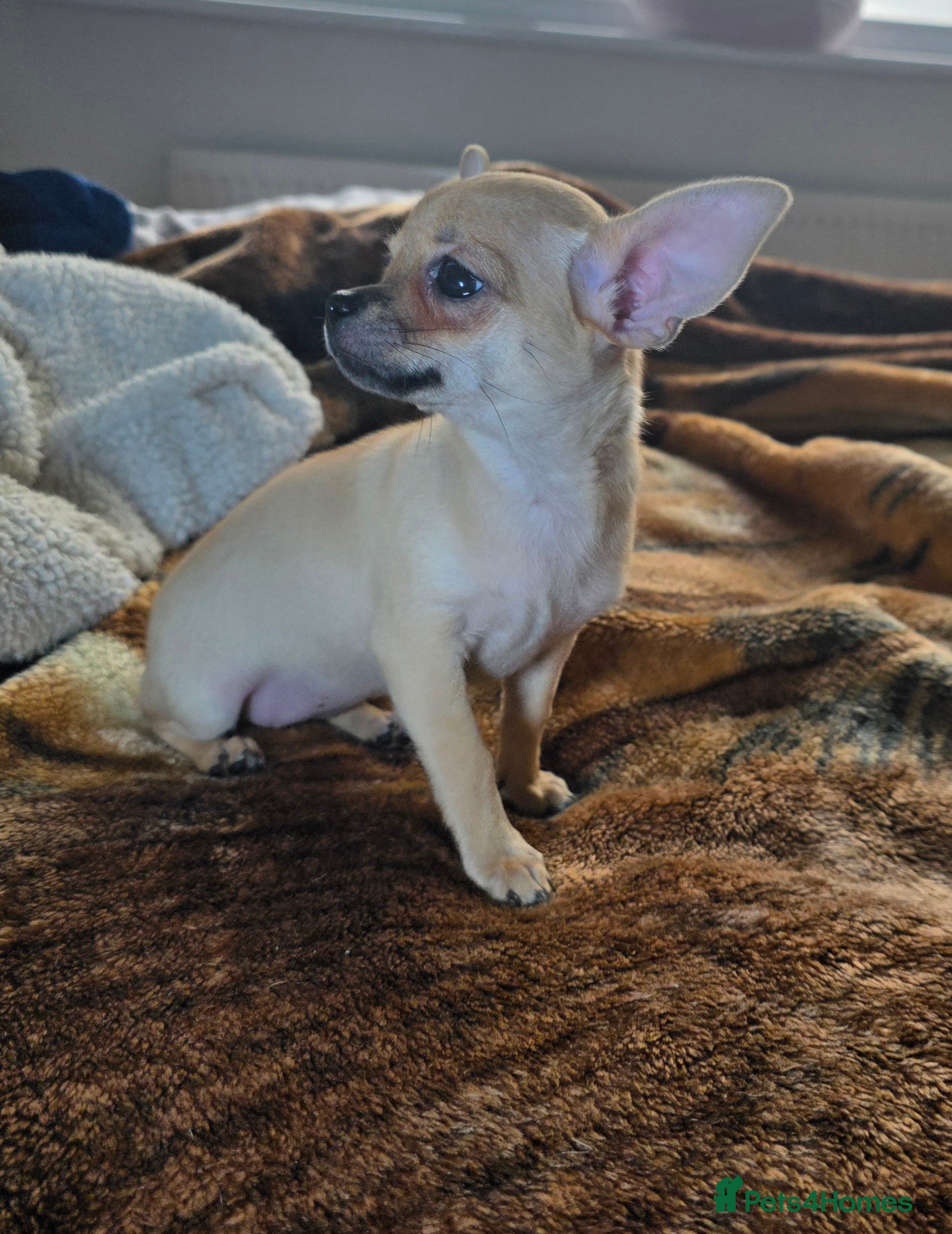 Chihuahua dogs CHIHUAHUA Puppies Ready To Go - Advert 1