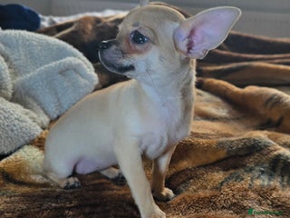 Chihuahua dogs CHIHUAHUA Puppies Ready To Go - Advert 1