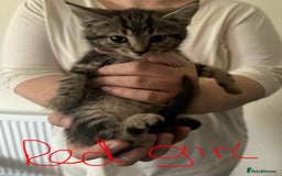 Brazilian Shorthair cats for sale: 3 Female Kittens left! Blue left! Purple, Yellow  - Image 4