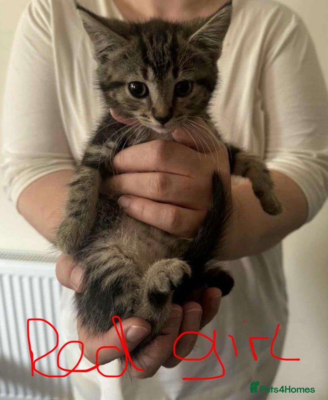 Brazilian Shorthair cats for sale: 3 Female Kittens left! Blue left! Purple, Yellow  - Image 4