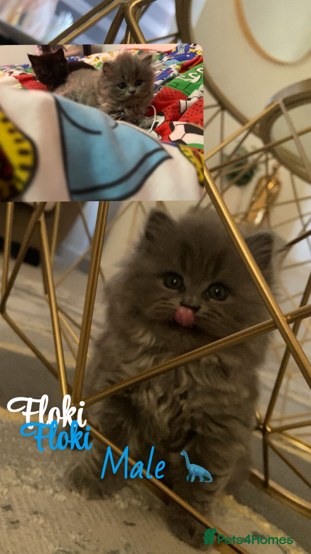 British Shorthair cats Fluffy pure breed bsh  - Advert 5