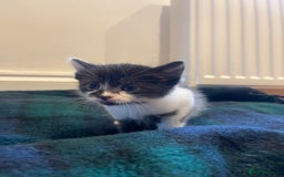 Domestic Shorthair cats for sale: Black & white kittens ready 15th December  - Advert 6