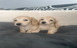 Miniature Dachshund dogs for sale: 2 male longhaired cream mini dachshunds. - Image 2