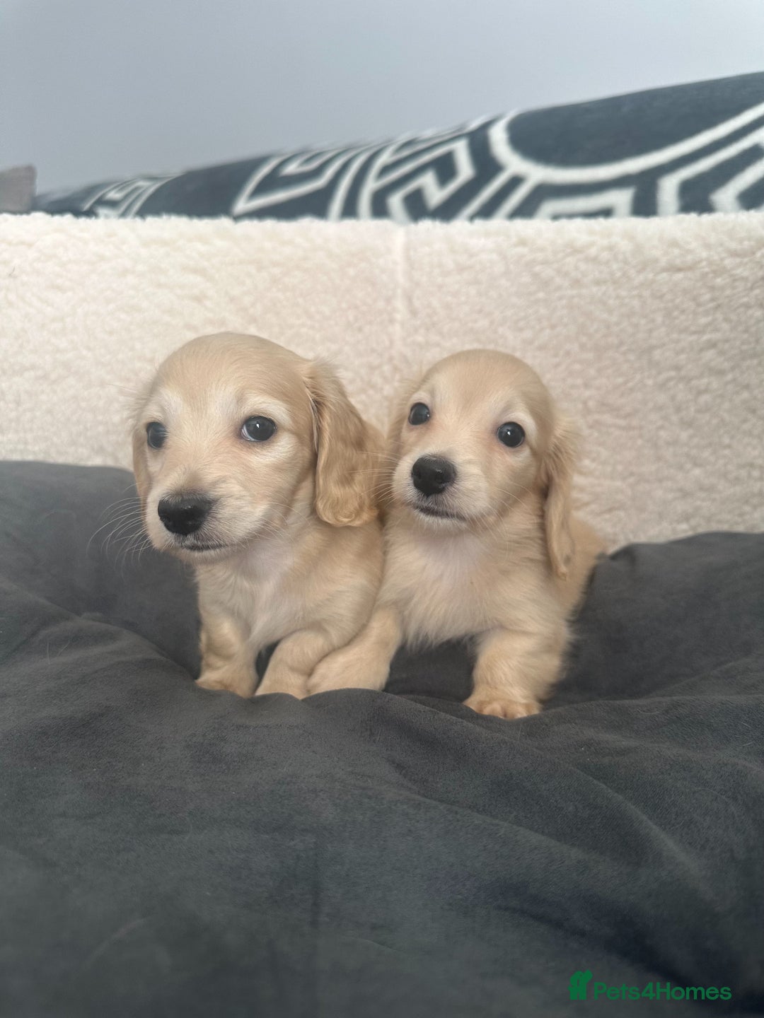 Miniature Dachshund dogs for sale: 2 male longhaired cream mini dachshunds. - Image 2