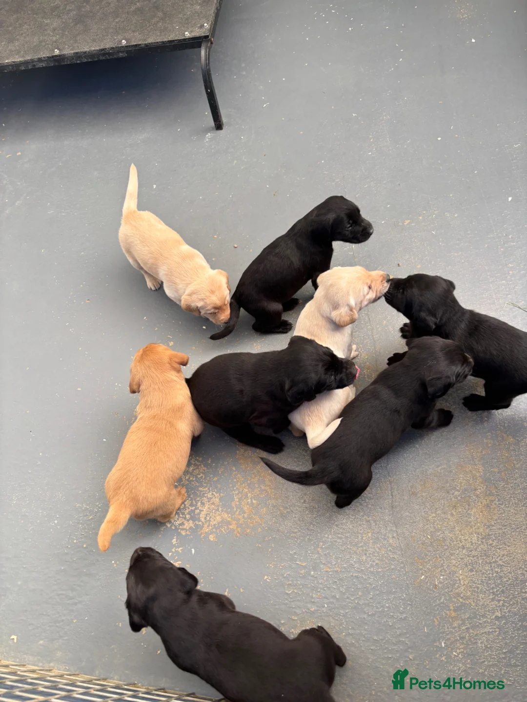 Labrador Retriever dogs for sale: QUALITY LABRADOR PUPPIES  - Advert 1