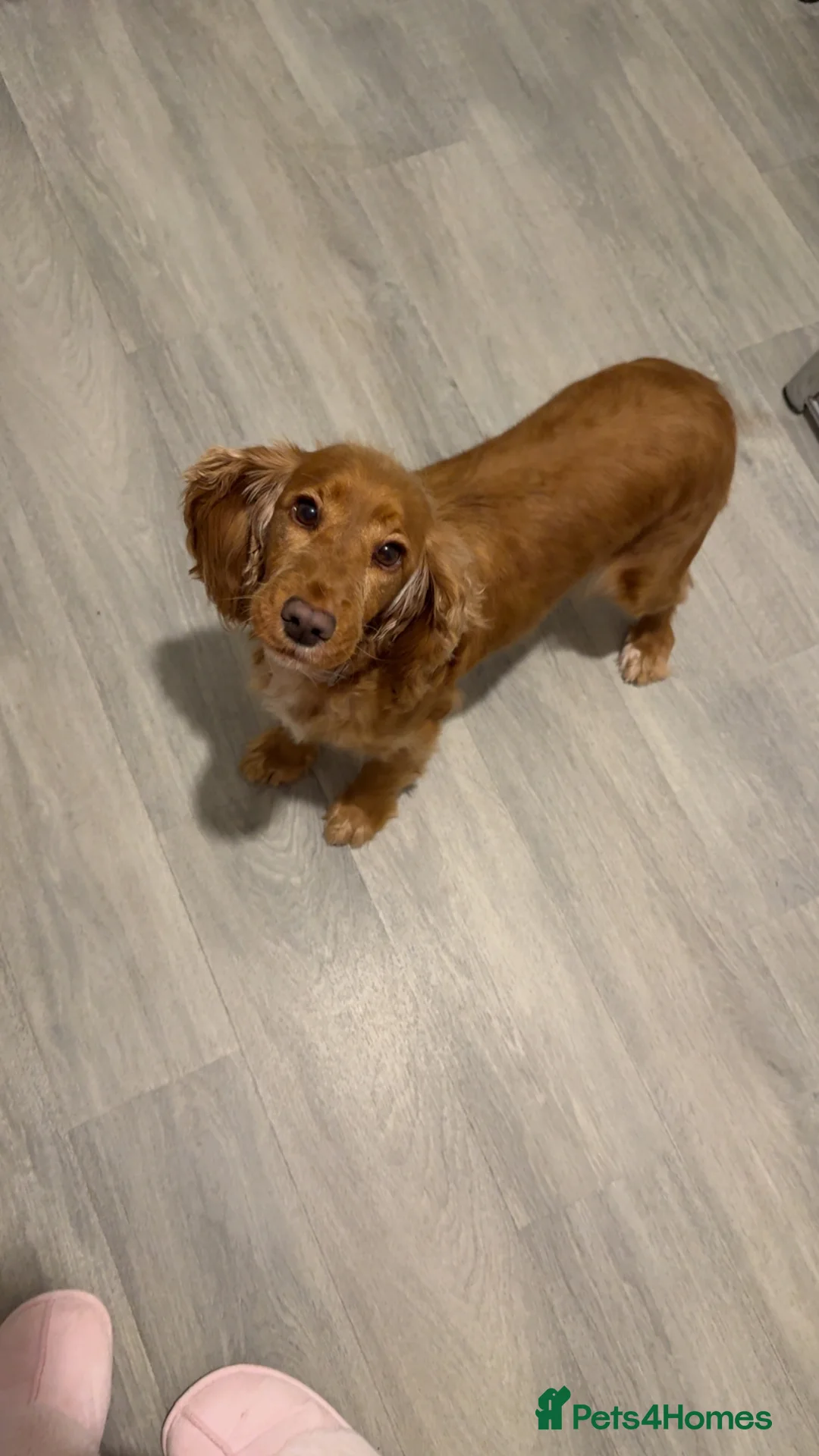 Cocker Spaniel dogs for sale: Cocker spaniel girl 5 years old  - Advert 1