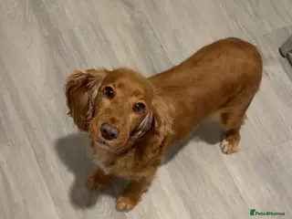 Cocker Spaniel dogs Cocker spaniel girl 5 years old - Advert 1