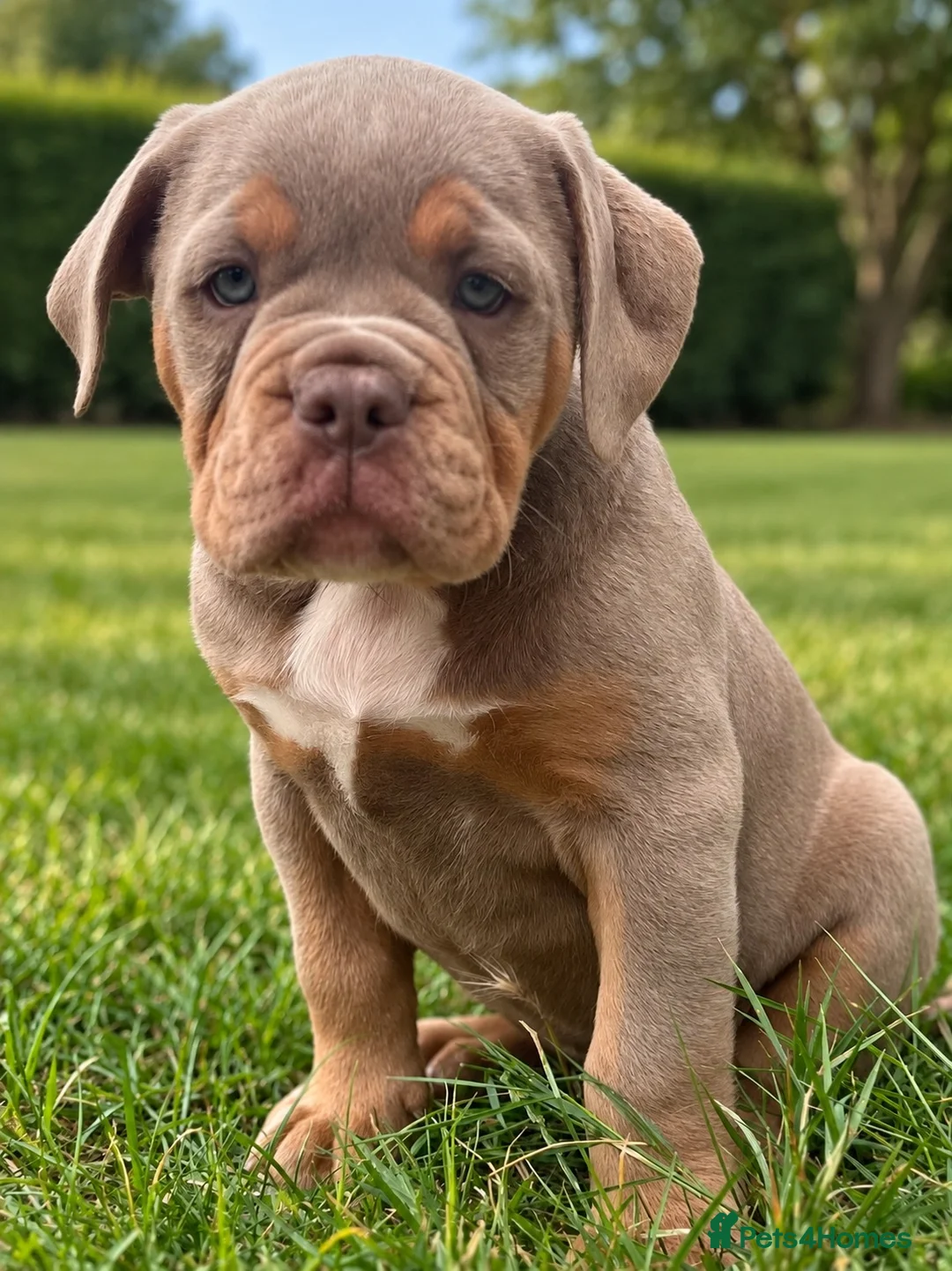 Olde English Bulldogge dogs for sale: Beautiful Lilac and Tan girl - Advert 2
