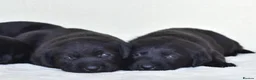 Labrador Retriever dogs for sale: Labrador - Advert 3