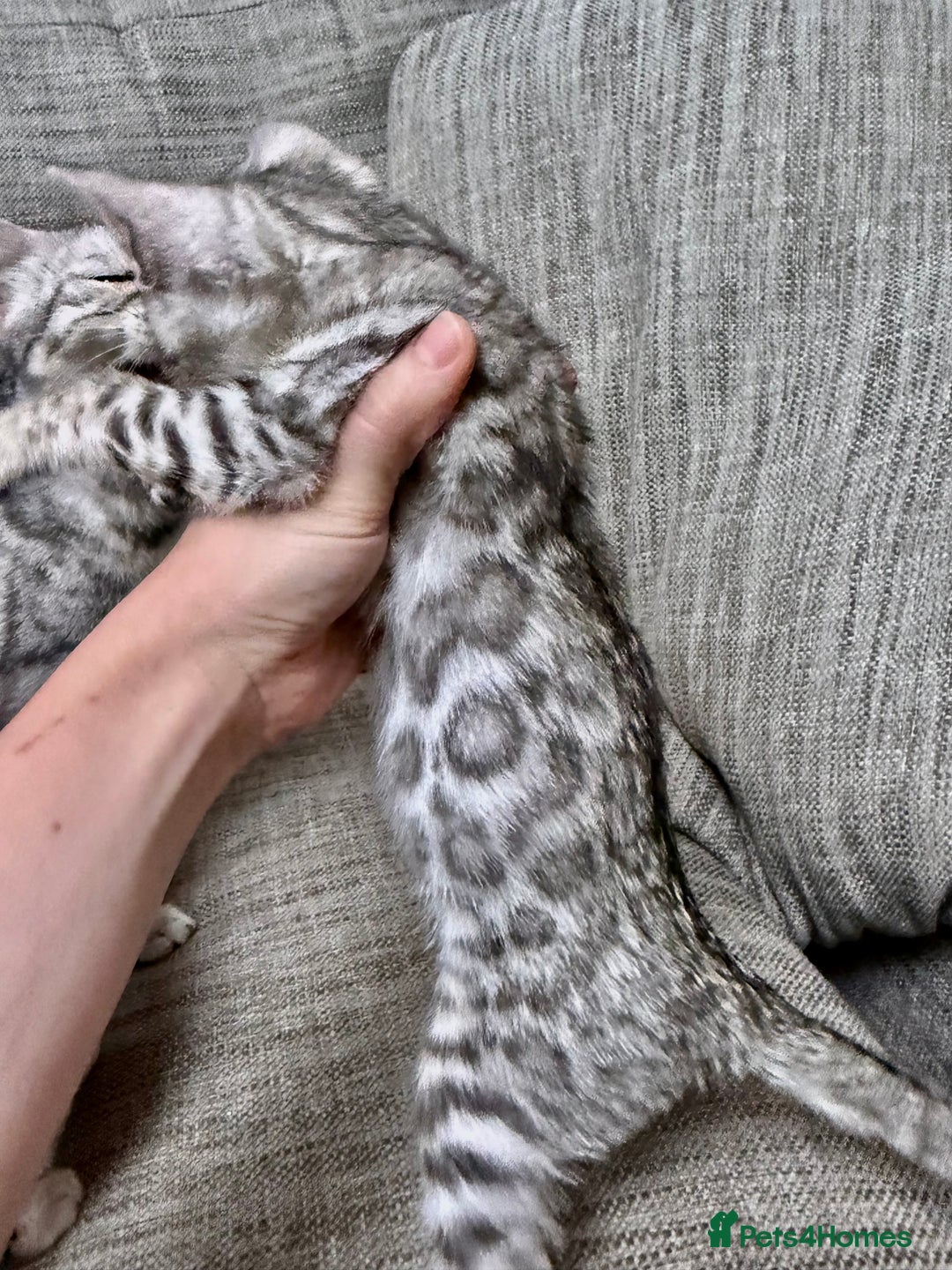 Bengal cats for sale: purebred Bengal kittens - Advert 9