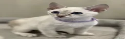 Siamese cats for sale: GCCF Registered Traditional Siamese Kittens.  - Advert 23