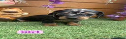 Dachshund dogs for sale: Dachshund Puppies for sale  in Wickford - Advert 7