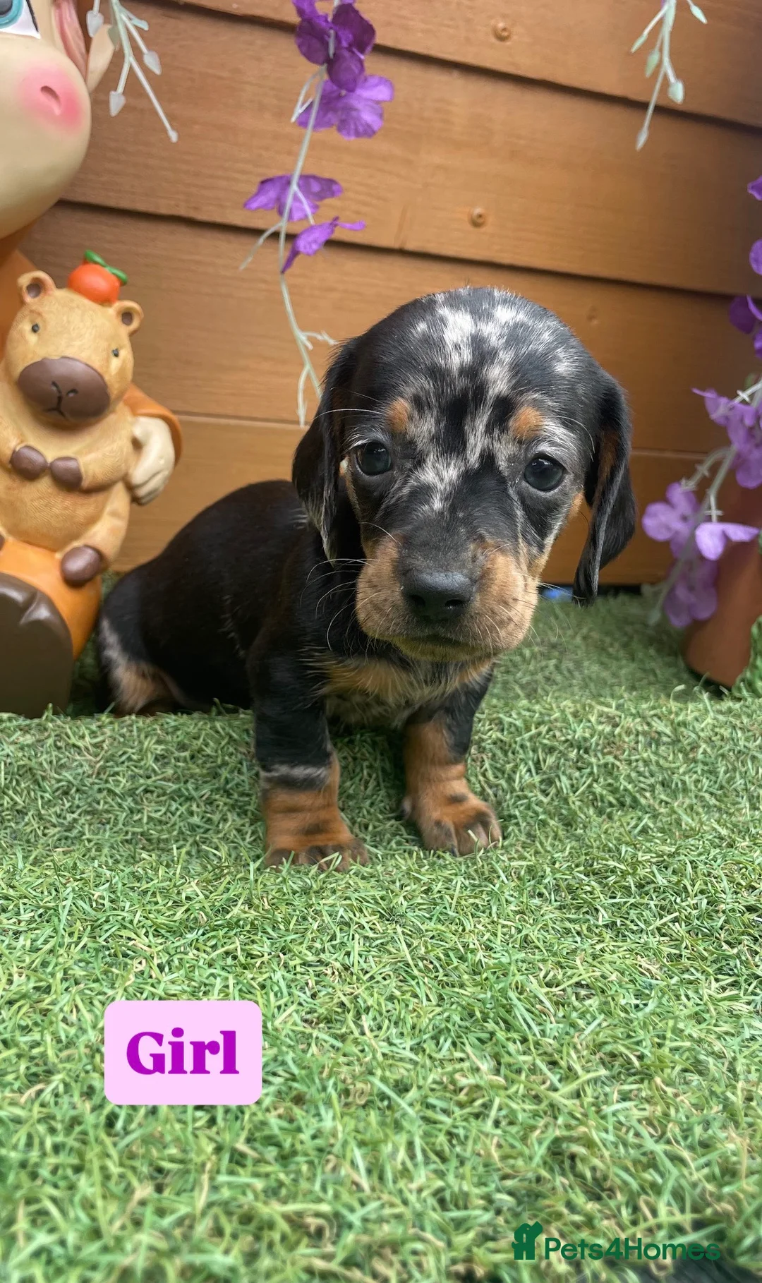 Dachshund dogs for sale: Dachshund Puppies for sale  in Wickford - Advert 7