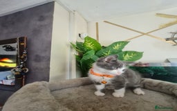Mixed Breed cats for sale: Stunning  kittens looking  4 new home - Image 6