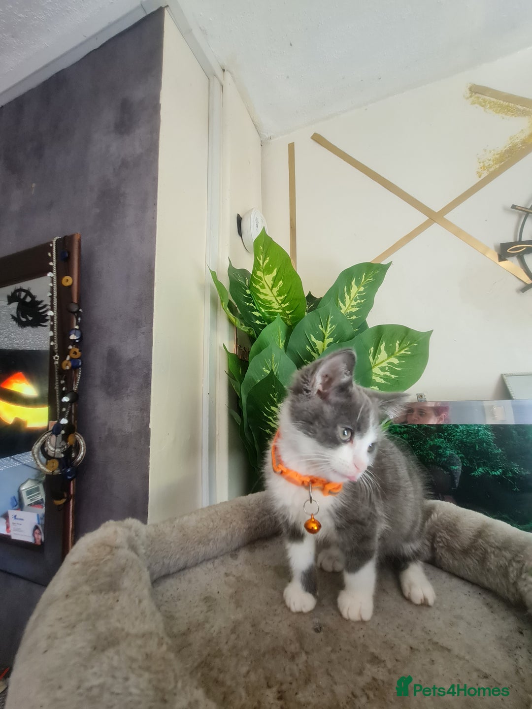 Mixed Breed cats for sale: Stunning  kittens looking  4 new home - Image 6