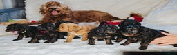 Cockapoo dogs for sale:  READY NOW!! 💙🐶💙2 boys Amazing F1b Cockapoos  - Advert 2