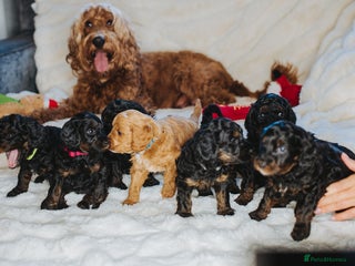 Cockapoo dogs Amazing F1b Cockapoos - Advert 10