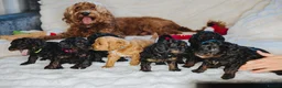 Cockapoo dogs for sale:  READY NOW!! 💙🐶💙2 boys Amazing F1b Cockapoos  - Advert 2