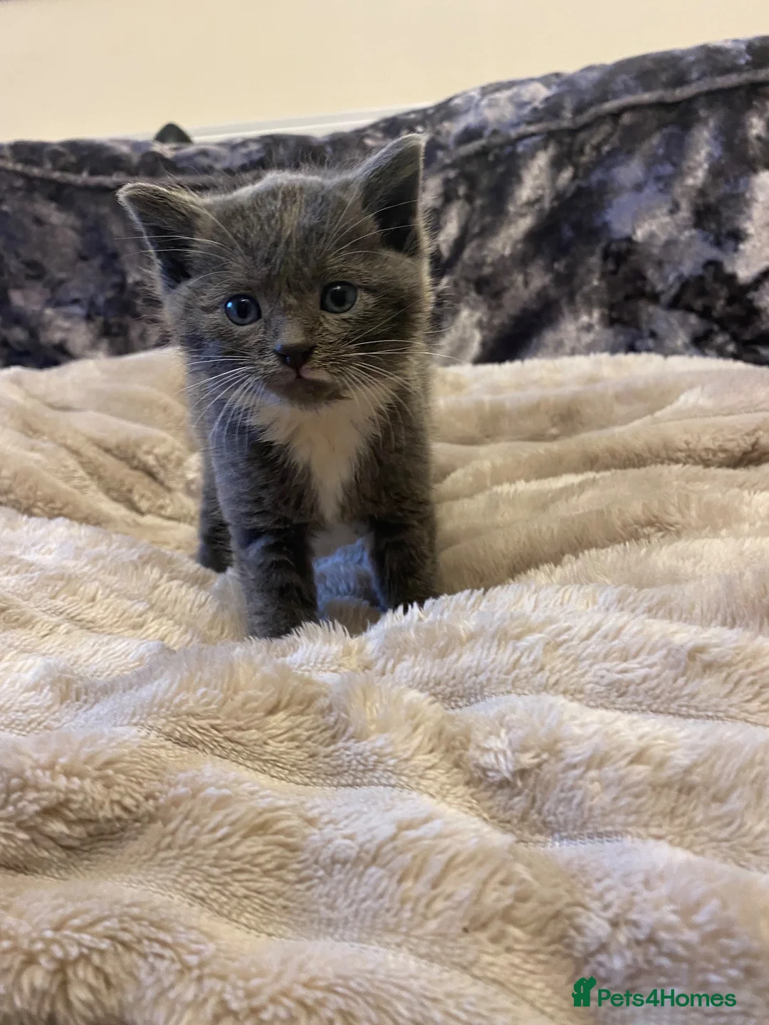 Mixed Breed cats for sale: Super Cute Fluffy Kittens - Advert 2