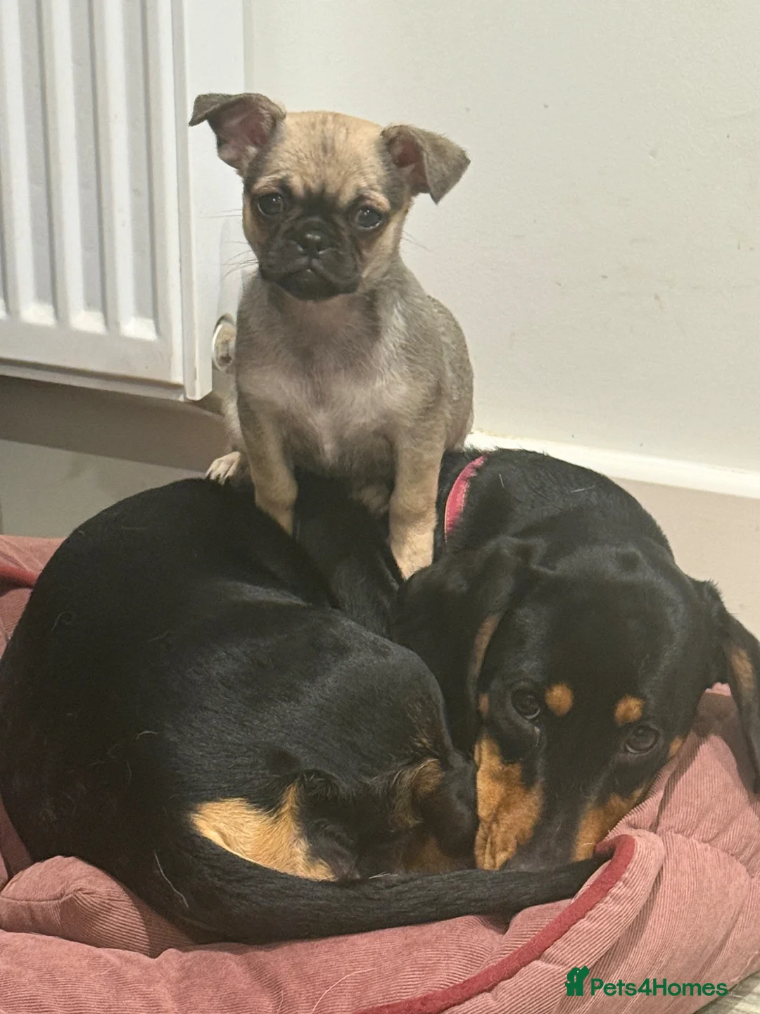 Chug dogs for sale: Gorgeous Baby Chug Chihuahua Pug  in Sandown - Advert 1