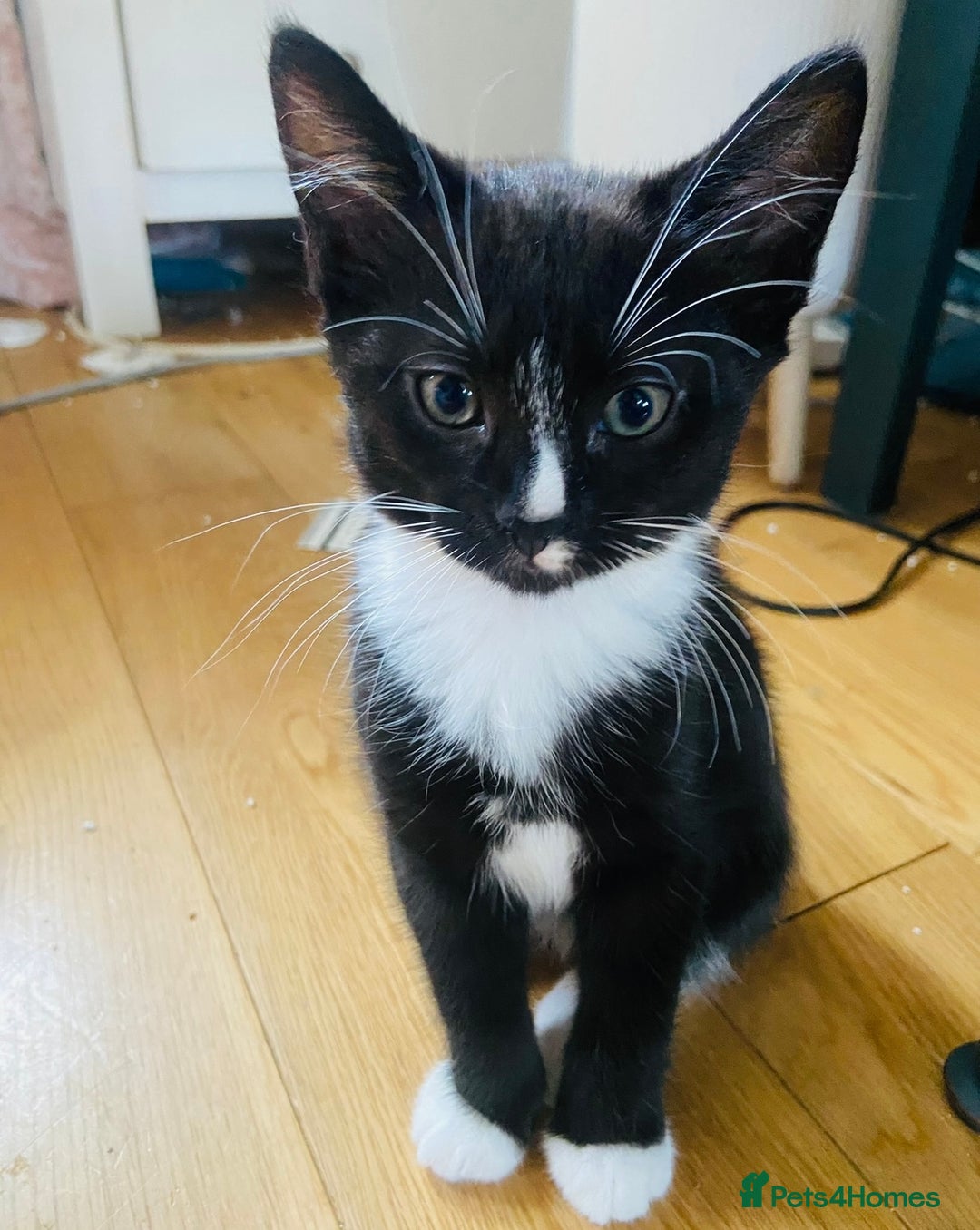 Mixed Breed cats for sale: Adorable kittens for sale - Image 6