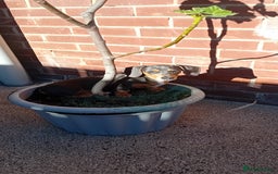 Miniature Dachshund dogs for sale: Miniature dashahund  - Image 2