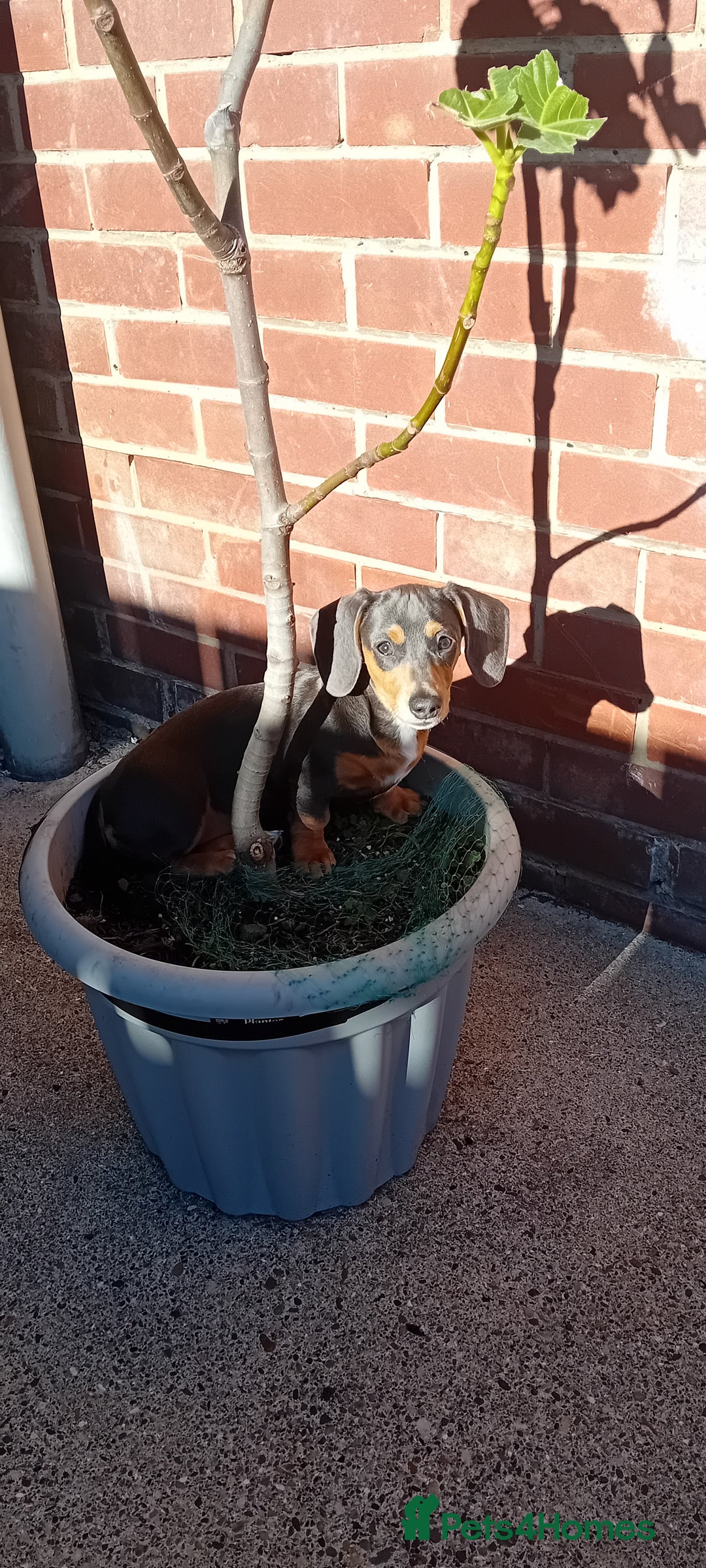 Miniature Dachshund dogs for sale: Miniature dashahund  - Image 2