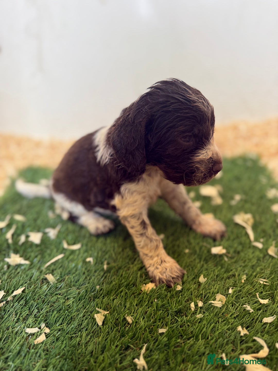 Sprocker dogs for sale: unbelievably marked sprockers 😍 - Image 8