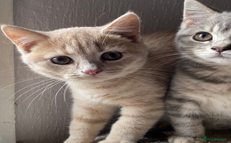 British Shorthair cats - Advert 16