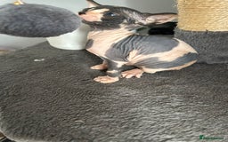 Sphynx cats for sale: Amazing colour Sphynx - Image 24