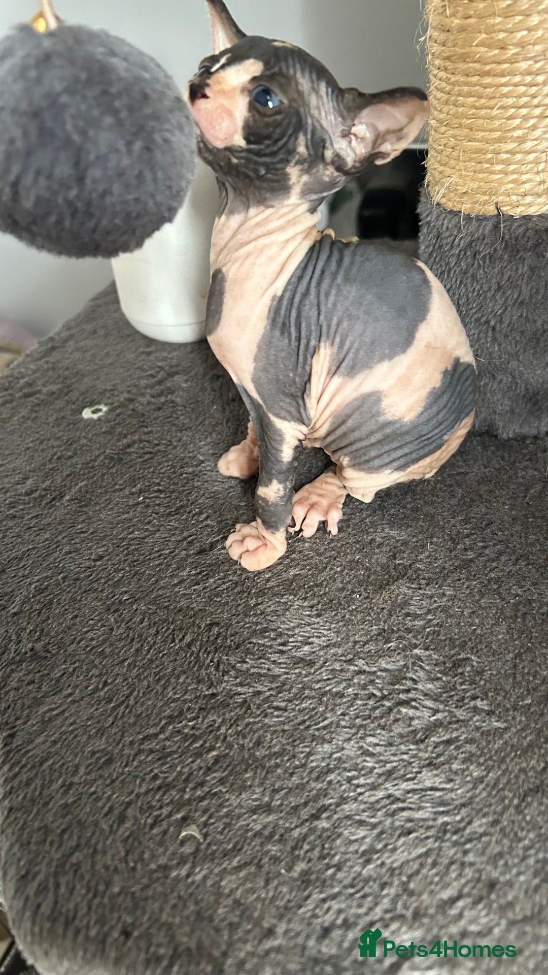 Sphynx cats for sale: Amazing colour Sphynx - Image 24