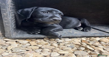 Mixed Breed dogs - Advert 15