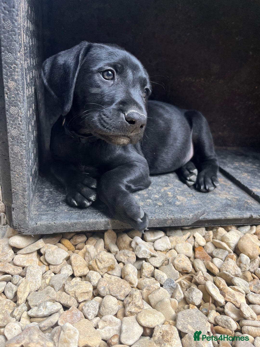 Mixed Breed dogs for sale: Pointerdors ONLY 1 girl left ready now  - Image 3