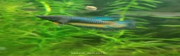 Bettas fish for sale: Betta mustard gas  - Advert 10