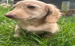 Miniature Dachshund dogs for sale: Miniature long haired cream dachshund. KC reg/PRA - Image 9