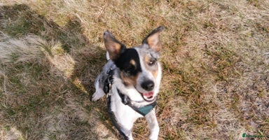 Border Collie dogs - Advert 2