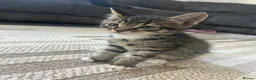 Mixed Breed cats for sale: Beautiful Mixed breed kittens for sale - Advert 1